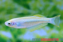 Tanganjika-Leuchtfisch, Lamprichthys tanganicanus