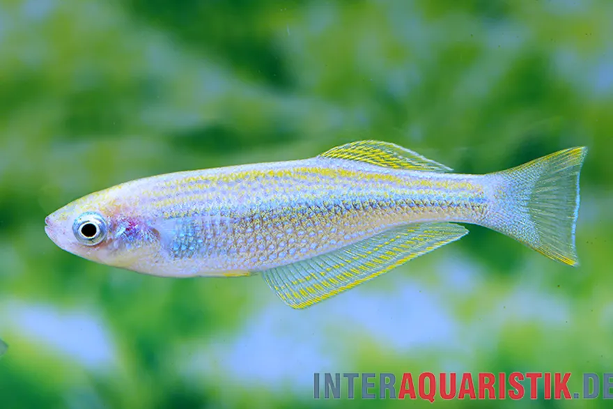 Tanganjika-Leuchtfisch, Lamprichthys tanganicanus