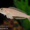 Tanganjika-Traumcichlide, Enantiopus melanogenys "Kilesa", DNZ