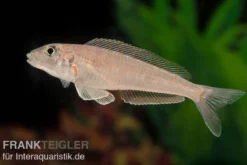 Tanganjika-Traumcichlide, Enantiopus melanogenys "Kilesa", DNZ