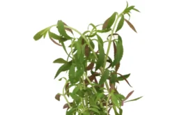 Tannenwedel-Sumpffreund, Limnophila hippuridoides, im Topf