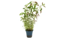 Tannenwedel-Sumpffreund, Limnophila hippuridoides, im Topf