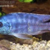 Tansania-Buntbarsch, Protomelas spilonotus "Tanzania", 8-12 cm DNZ