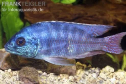 Tansania-Buntbarsch, Protomelas spilonotus "Tanzania", 8-12 cm DNZ