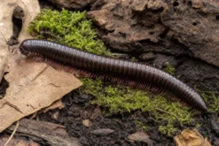 Tansanischer Rosabein-Tausendfüßer, Dendrostreptus macracanthus