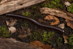 Tansanischer Rosabein-Tausendfüßer, Dendrostreptus macracanthus