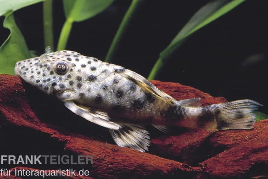 Tapajos-Zwergschilderwels, L140, Peckoltia sp.