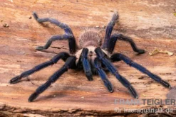 Tarantula, Ornithoctonus sp. "Thailand" XL