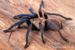 Tarantula, Ornithoctonus sp.