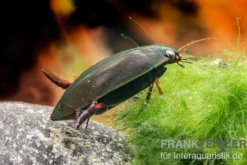 Taumelkäfer, Gyrinus sp. Nigeria