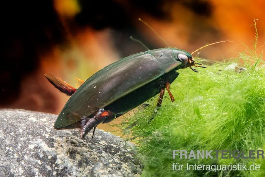 Taumelkäfer, Gyrinus sp. Nigeria