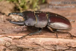 Taurus-Panzerkopfkäfer, Dorcus taurus, gemischt