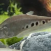 Tausenddollarfisch, Chitala ornata (Chitala chitala)