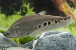 Tausenddollarfisch, Chitala ornata (Chitala chitala)