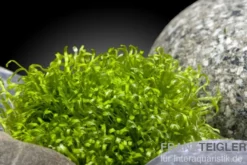 Teichlebermoos, Riccia fluitans, In Vitro