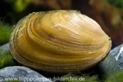 Teichmuschel, Anodonta cygnea (Kaltwasser), Größe S (7-10 cm)