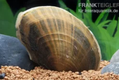 Teichmuschel, Anodonta cygnea (Kaltwasser), Größe S (7-10 cm)