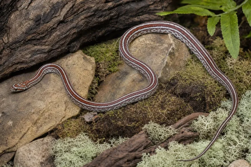 Tessera-Kornnatter, Pantherophis guttatus