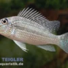 Teufelsangel Erdfresser, Satanoperca jurupari, 3-5 cm