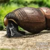 Teufelsdornschnecke, Faunus ater