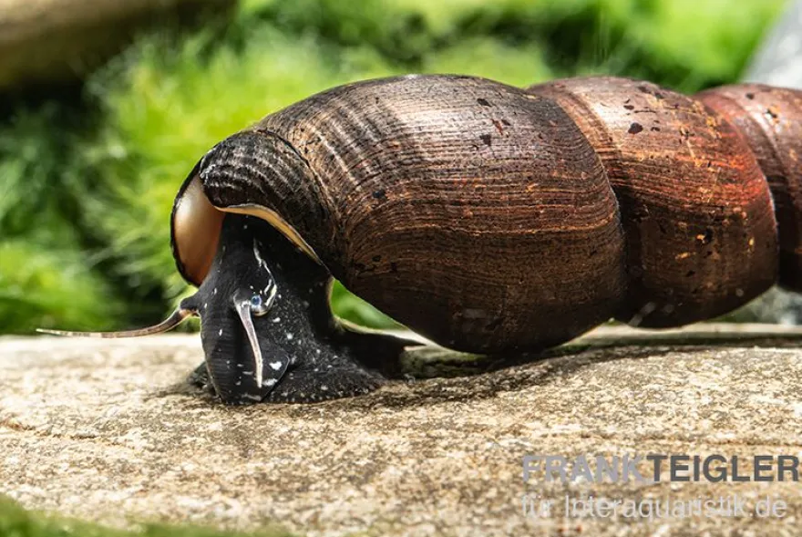 Teufelsdornschnecke, Faunus ater