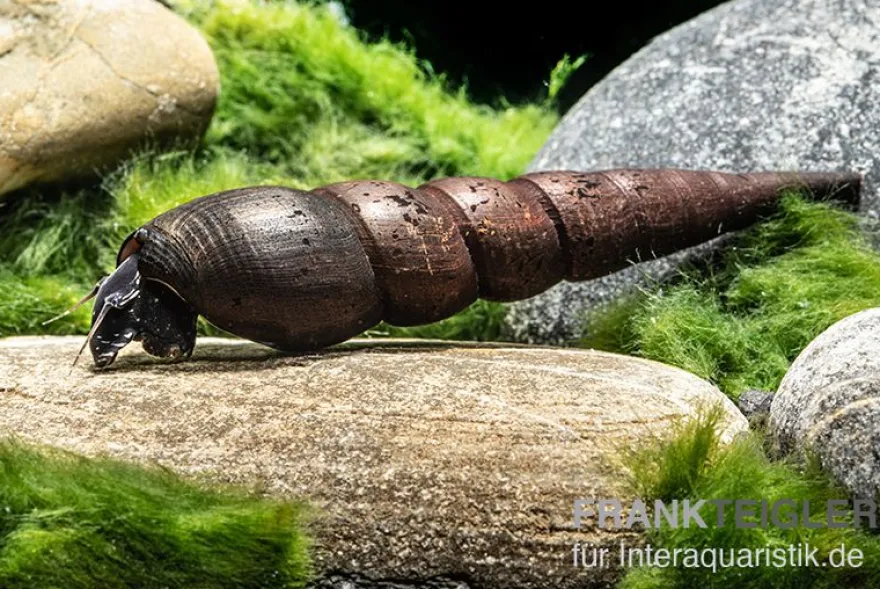 Teufelsdornschnecke, Faunus ater