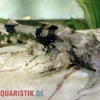 Teufelswels, Bagarius bagarius, 8-12 cm
