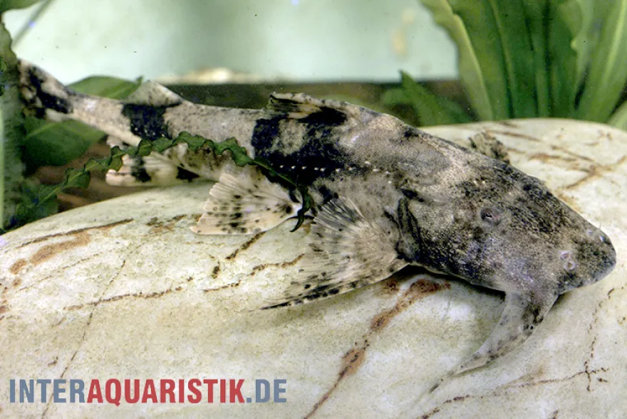 Teufelswels, Bagarius bagarius, 8-12 cm