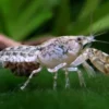 Texanischer Zwergflusskrebs, Cambarellus texanus - Zufällig