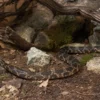 Texas-Kükennatter, Pantherophis o. lindheimeri