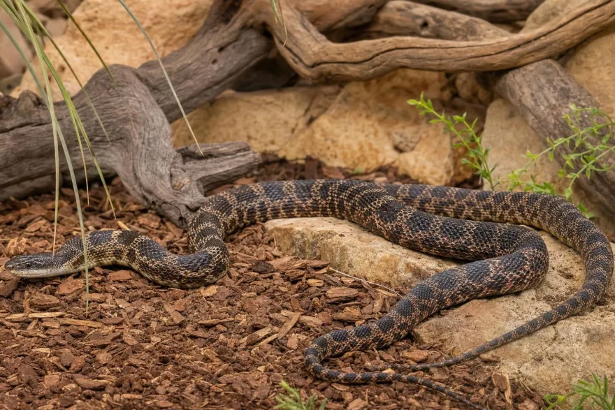 Texas-Kükennatter, Pantherophis o. lindheimeri