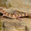 Texas-Krallengecko, Coleonyx brevis