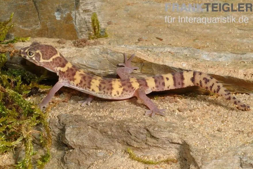 Texas-Krallengecko, Coleonyx brevis