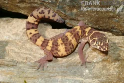 Texas-Krallengecko, Coleonyx brevis