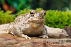 Texaskröte, Anaxyrus speciosus