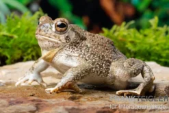 Texaskröte, Anaxyrus speciosus