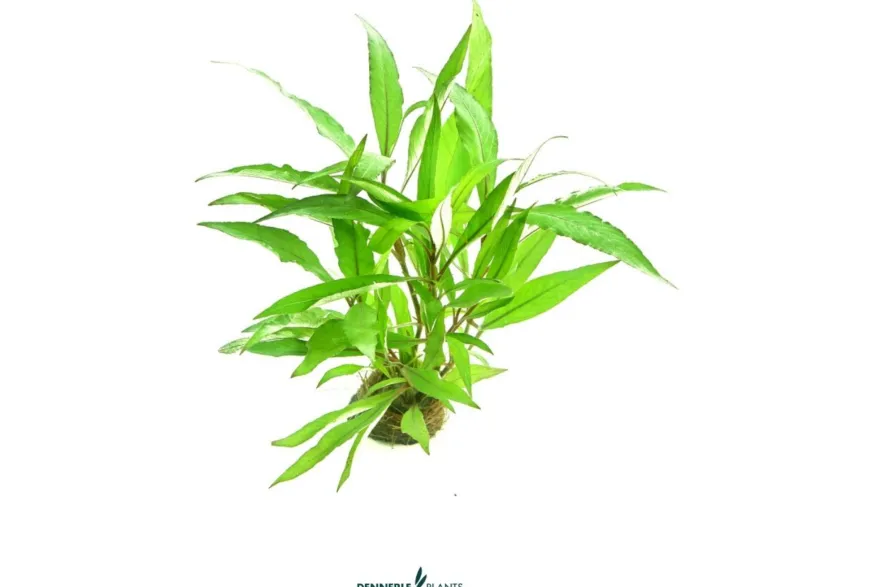 Thailand Wasserfreund, Hygrophila corymbosa Thailand, im Topf