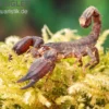 Thailand Zwergskorpion, Chaerilus sp. Thailand