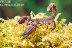 Thailand Zwergskorpion, Chaerilus sp. Thailand