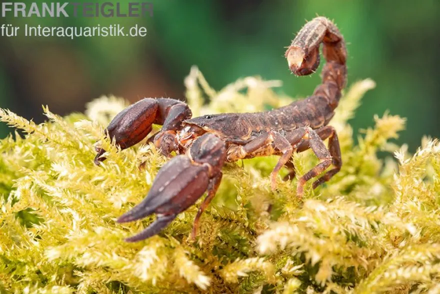 Thailand Zwergskorpion, Chaerilus sp. Thailand