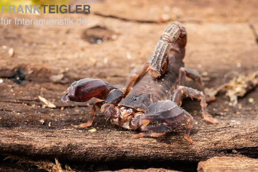 Thailand Zwergskorpion, Chaerilus sp. Thailand