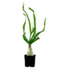 Thai-Lilie, Crinum thaianum, Knolle