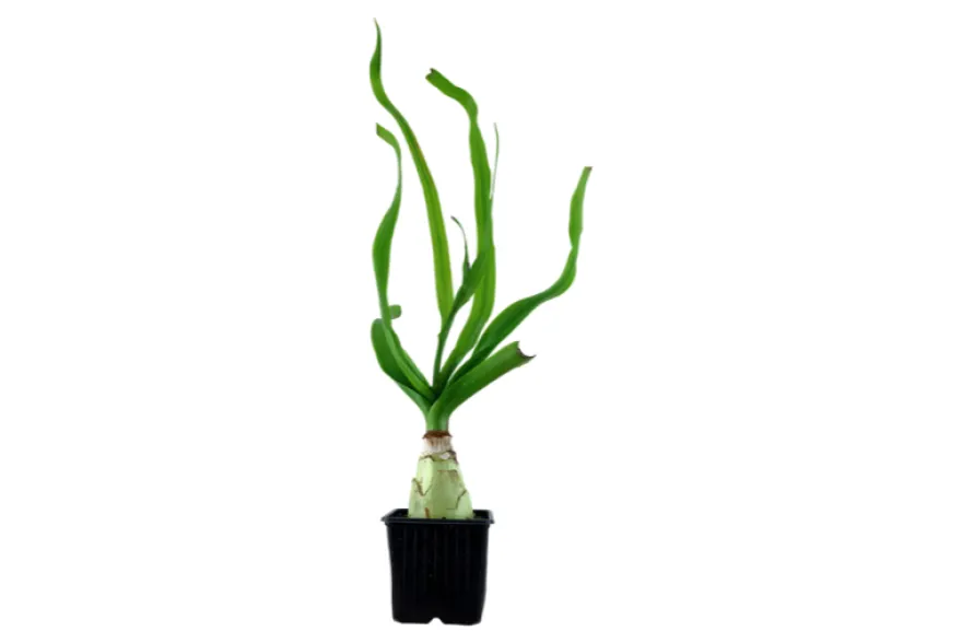 Thai-Lilie, Crinum thaianum, Knolle