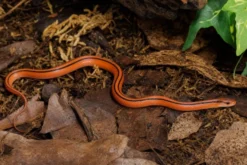 Thailändische Bambusnatter, Oreocryptophis p.coxi