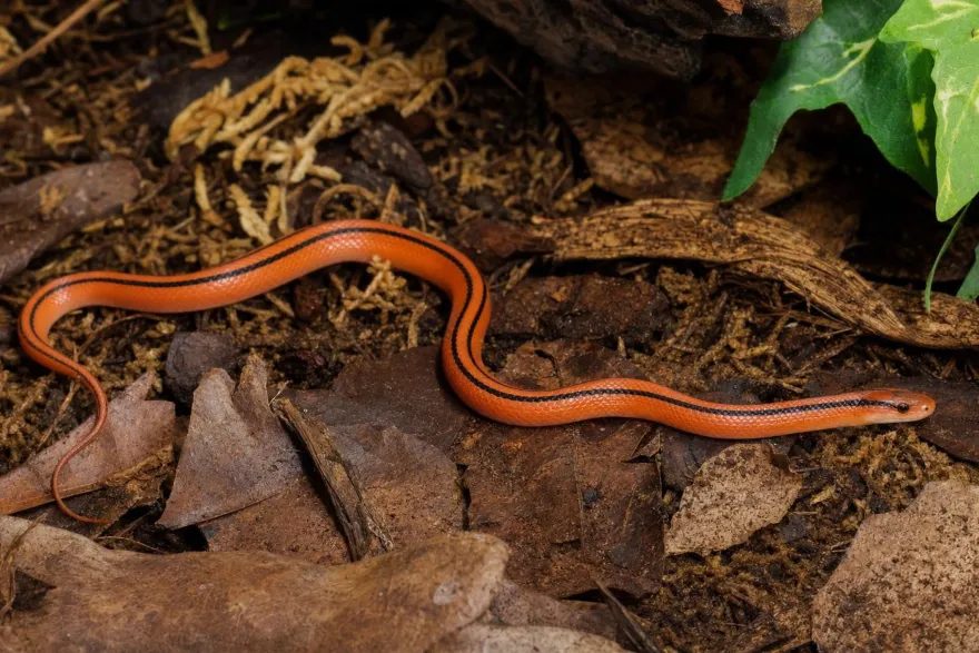 Thailändische Bambusnatter, Oreocryptophis p.coxi