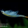 Thailändische Feenkrebse, Branchinella thailandensis sanoamuang, 10.000 Eier