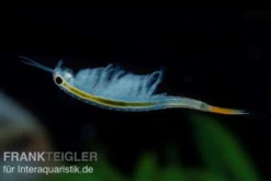 Thailändische Feenkrebse, Branchinella thailandensis sanoamuang, 10.000 Eier