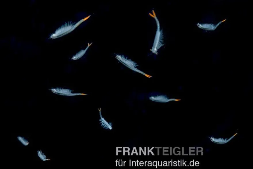 Thailändische Feenkrebse, Branchinella thailandensis sanoamuang, 10.000 Eier