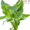 Thailändischer Wasserfreund, Hygrophila corymbosa "Siamensis", Bund