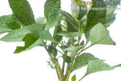 Thailändischer Wasserfreund, Hygrophila corymbosa "Siamensis", Bund